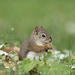 Baby Red Squirrel by fayefaye