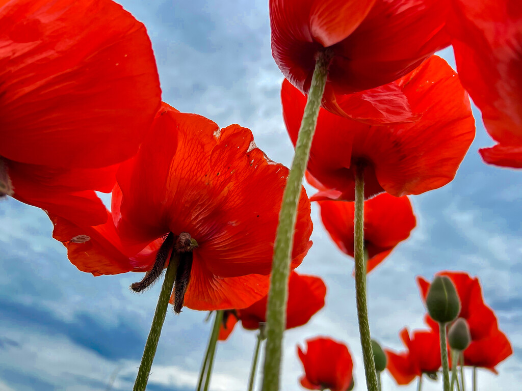 Poppies by kwind