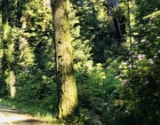 2nd Jun 2022 - Wild rhododendron in the redwoods 