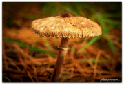 3rd Jun 2022 - Fungi...Macrolepiota Clelandii..