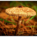 Fungi...Macrolepiota Clelandii.. by julzmaioro