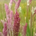 Grasses by 365projectorgjoworboys