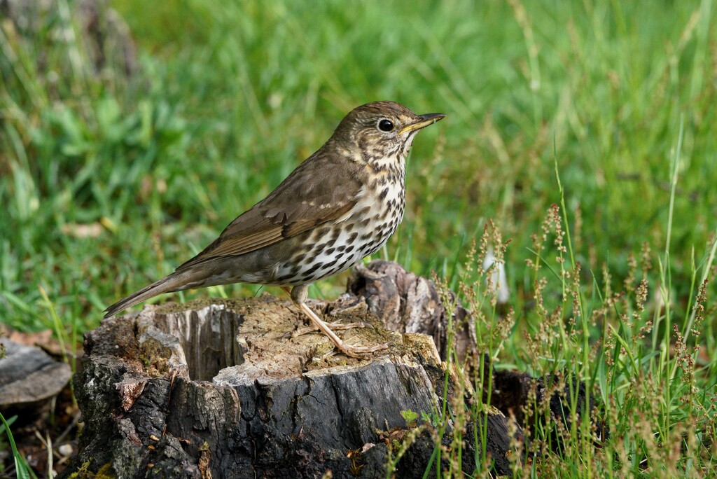 SONG THRUSH  by markp