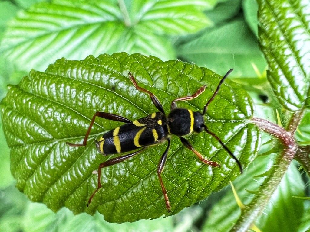 Wasp Beetle by mattjcuk