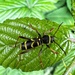 Wasp Beetle by mattjcuk