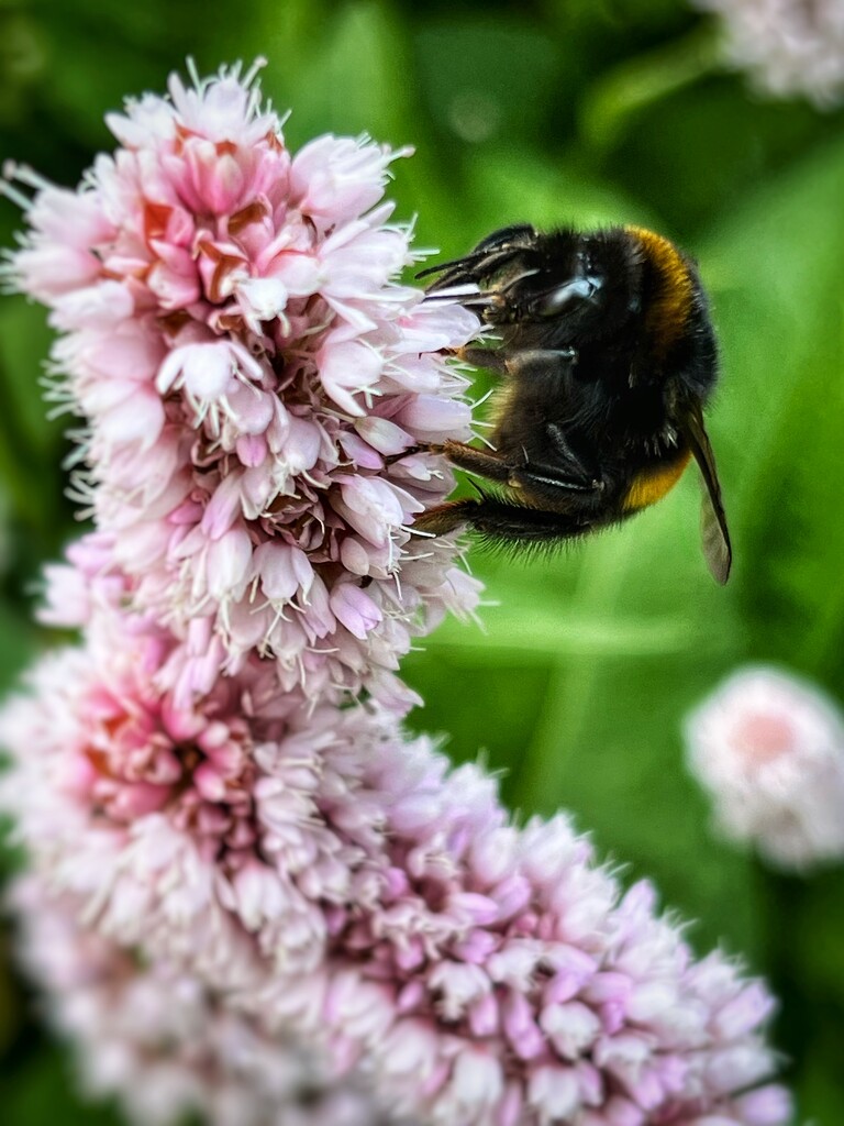 Busy bee by tinley23