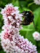 3rd Jun 2022 - Busy bee