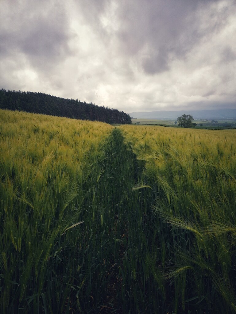 Across the fields by fueast