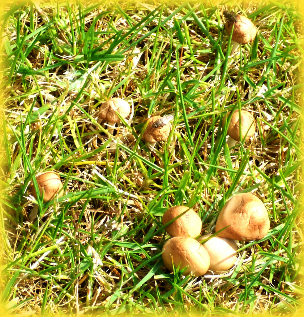 Fungi in the garden !  by beryl
