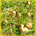 Fungi in the garden !  by beryl