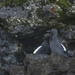 Pigeon Guillemots Courting  by jgpittenger