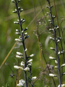 3rd Jun 2022 - wild white indigo closeup