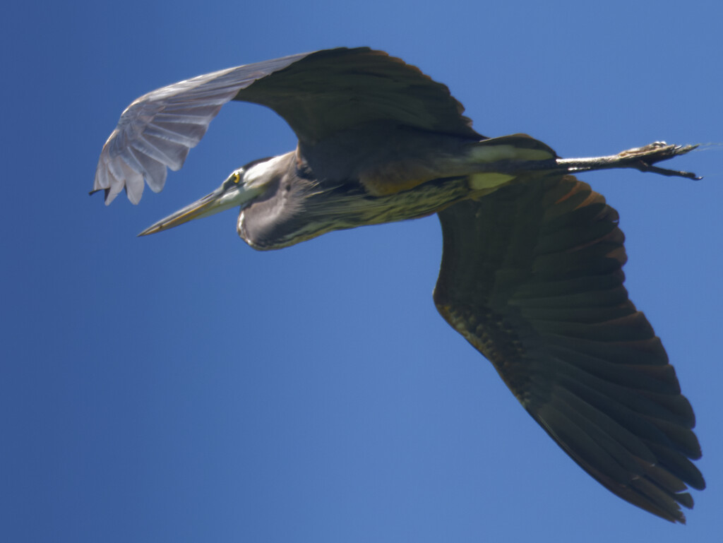 great blue heron in flight  by rminer