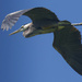great blue heron in flight  by rminer