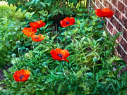 3rd Jun 2022 - Poppies Popping Up 