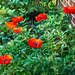 Poppies Popping Up  by gardencat
