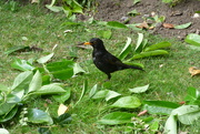 2nd Jun 2022 - The blackbird busily checking for grubs 