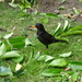 The blackbird busily checking for grubs  by beryl