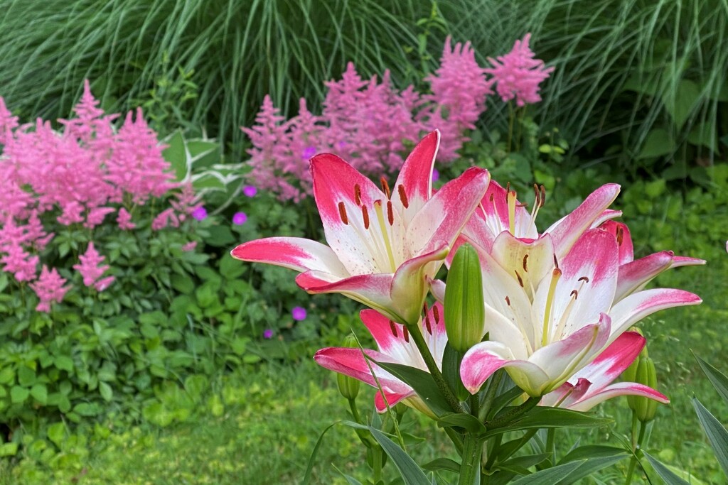 Lilies and astilbe by tunia