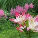 Lilies and astilbe by tunia