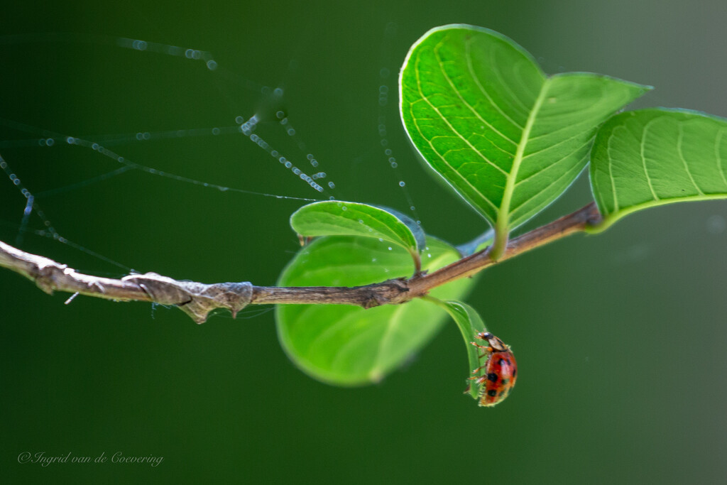 The ladybug again! by ingrid01