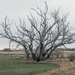 Old Gnarly Tree by farmreporter