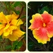  Two Beautiful Hibiscus ~ by happysnaps