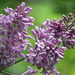 Lilacs, Close Up by 365projectorgheatherb