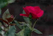 3rd Jun 2022 - Red Rose