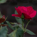 Red Rose by jifletcher