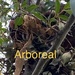 Arboreal by sugarmuser