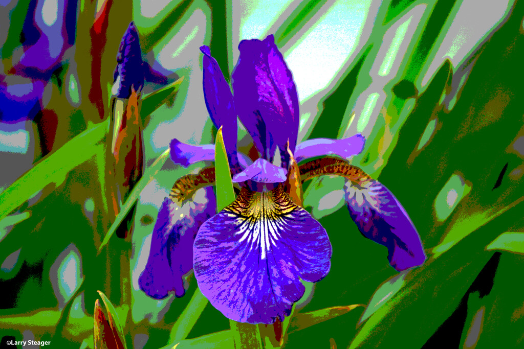 Iris filtered by larrysphotos