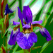 Iris filtered by larrysphotos