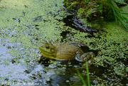 29th May 2022 - Male Bullfrog