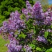 Lilac Burst by olivetreeann