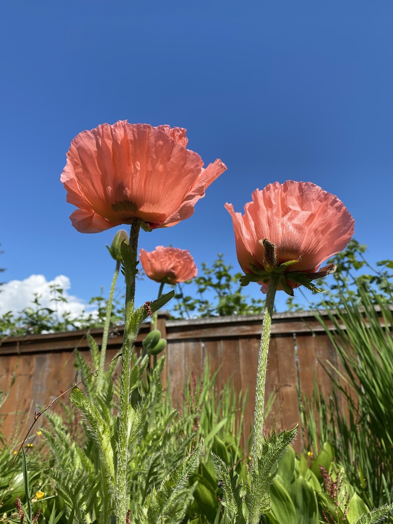 Mom’s Poppies by clay88