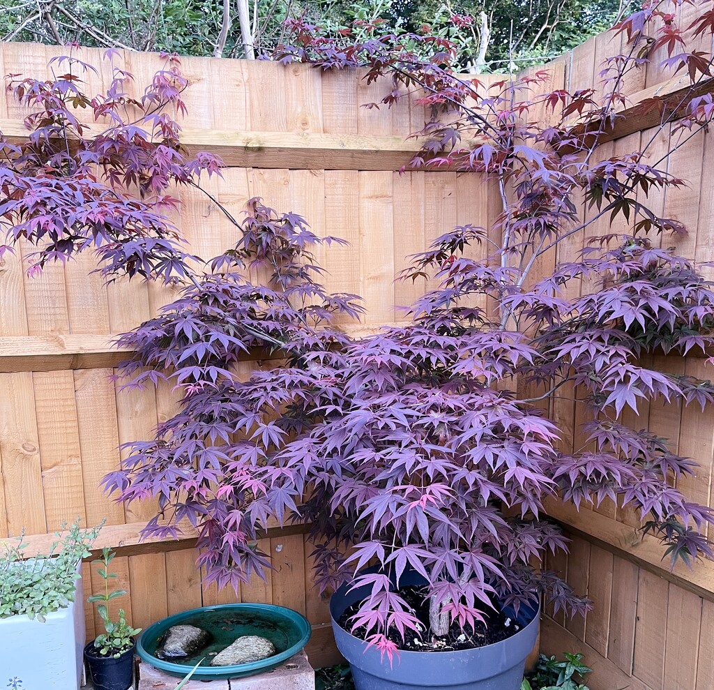 Growing Acer by anne2013