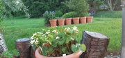 1st Jun 2022 - Pots and plants and green 