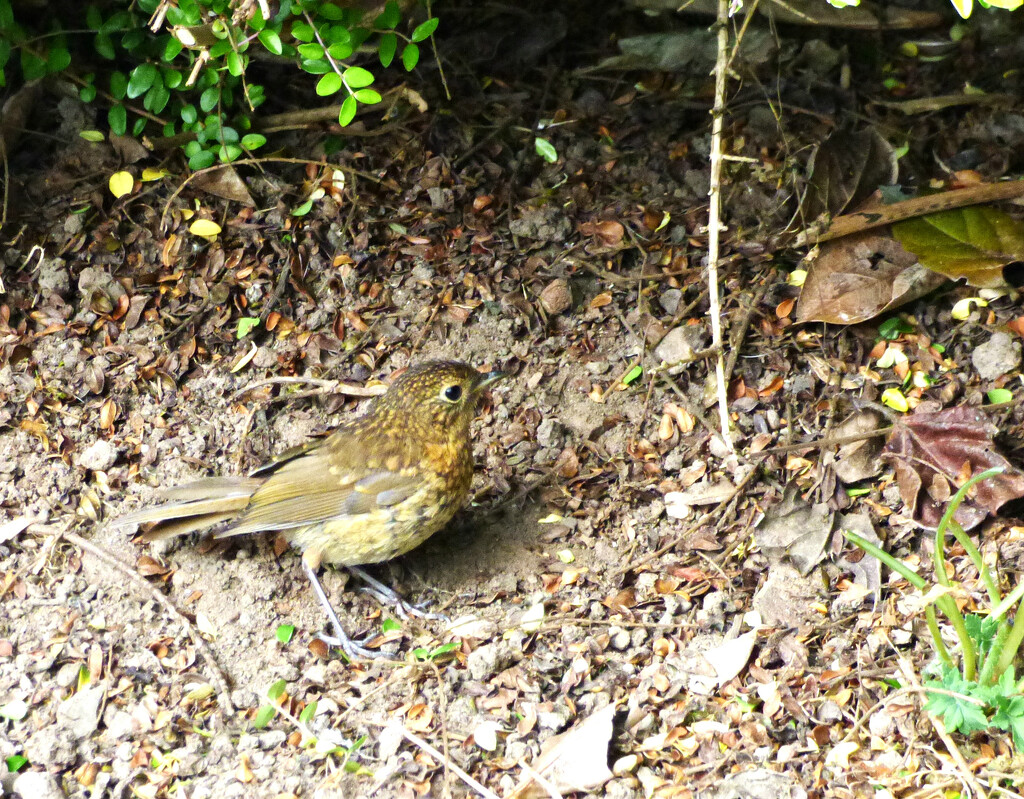 A young robin  by beryl