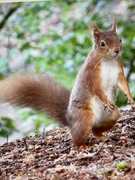 17th May 2022 - A Red Squirrel
