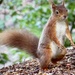 A Red Squirrel by jmdspeedy