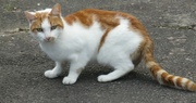 4th Jun 2022 - A neighbourhood cat. Pawsing for thought....