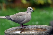 4th Jun 2022 - Collared dove