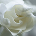 Gardenia Flower Folds by k9photo