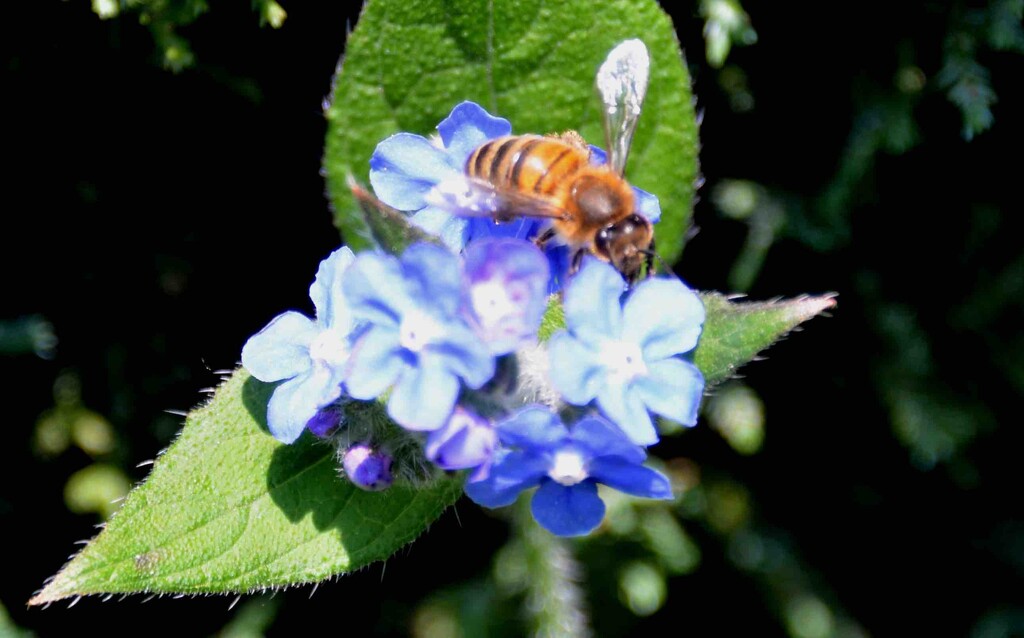Honey Bee by arkensiel