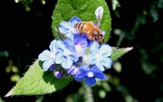 4th Jun 2022 - Honey Bee