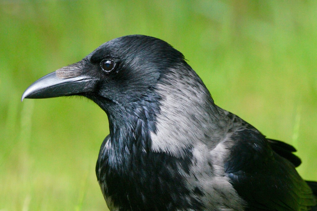 HOODED CROW UP CLOSE by markp