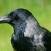 HOODED CROW UP CLOSE by markp