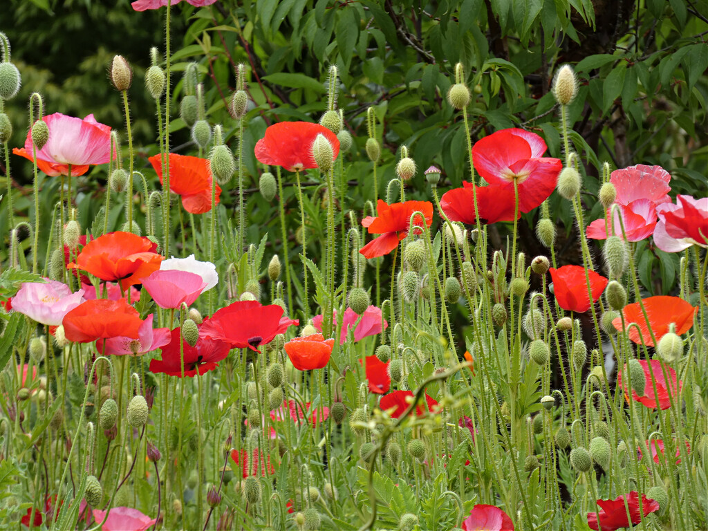 Neighborhood Poppy Garden by seattlite