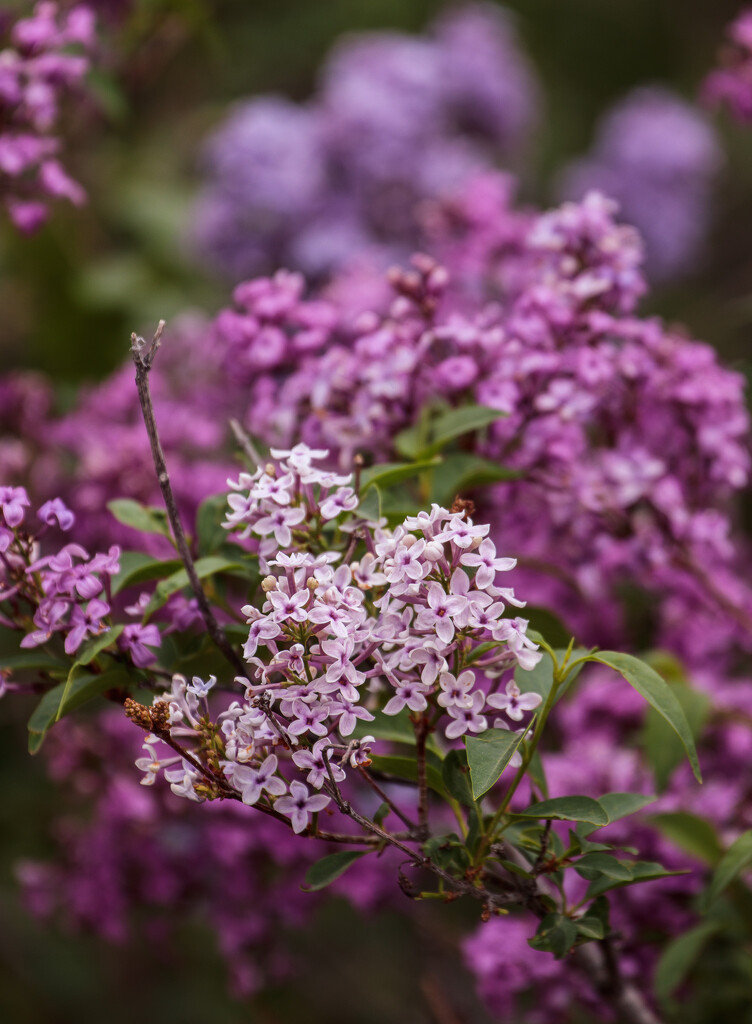 lilacs by aecasey